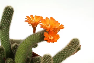 Poster Orange cactus flower on a white background have copy space. © wanlaya