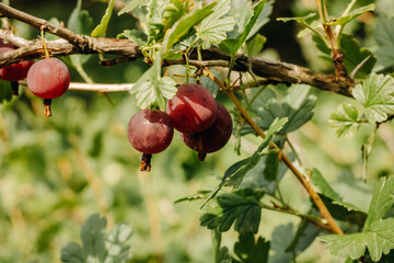 Fresh gooseberries on a branch of gooseberry bush with sunlight. Gooseberry in the fruit garden.