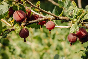 Fresh gooseberries on a branch of gooseberry bush with sunlight. Gooseberry in the fruit garden.