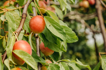 Red nectarines on a tree. Nectarines in the garden. Ripe peaches hanging in a tree
