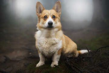 Naklejka na ściany i meble A pensive Welsh Corgi Pembroke dog sits in the woods during the gloomy fall weather.
