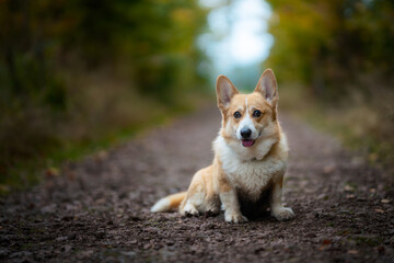 A happy Welsh Corgi Pembroke dog sits on the road. In the background, delicate autumn colors.