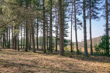View of peaceful woodland area. Forest landscape with tall pine trees and ground covered in pine needles and cones. Outdoor adventure 
