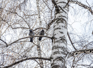 Birch in the park on a spring day.