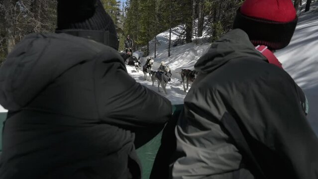 Couple watching and recording parents on a dog sled tour in Breckenridge Colorado
