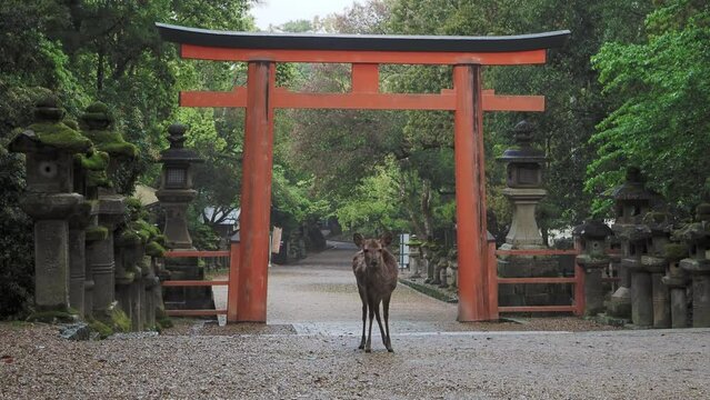 鳥居と参道の鹿