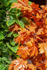 Background of artificial red and green leaves close up. Maple leaves.