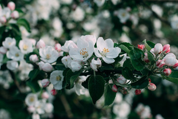 Nature in spring. Apple tree branch with flower. - 501064269
