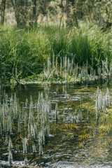 Surface of green swampy water with algae.
