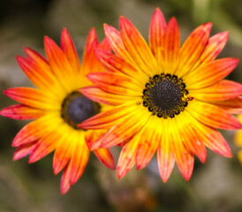 AFRICAN DAISY
 . Coral , yellow . Overhead view . 2 blooms