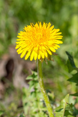Sonchus flower. Genus of flowering plants in the dandelion tribe within the sunflower family Asteraceae.