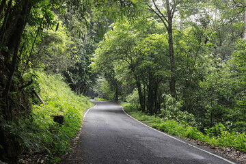 road in the woods