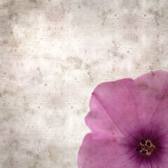 square stylish old textured paper background with pale pink flowers of Convolvulus althaeoides,...