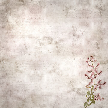 square stylish old textured paper background with pale pink flowers og Limonium pectinatum sea rosemary
