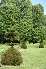 Conif&egrave;res taill&eacute;s en topiaire dans un jardin d'agr&eacute;ment