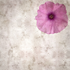 square stylish old textured paper background with pale pink flowers of Convolvulus althaeoides,...