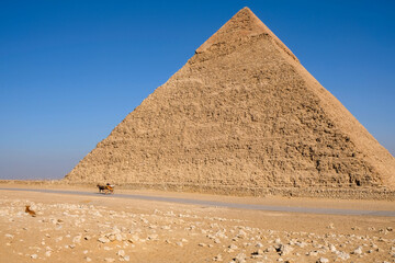 Fototapeta na wymiar Horse, wagon, Pyramids of Giza. Egypt