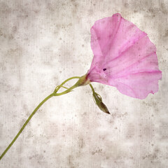 square stylish old textured paper background with pale pink flowers of Convolvulus althaeoides, mallow bindweed
