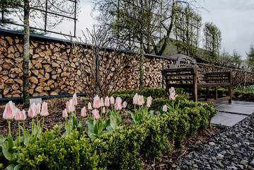 Obraz premium Nowoczesny ogród wiosną z pięknymi kwitnącymi tulipanami i ławeczką ogrodową. Zaciszne miejsce w ogrodzie wiosną