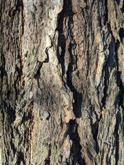 bark of a tree