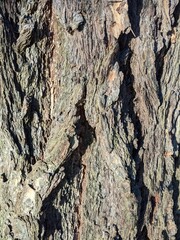 bark of a tree