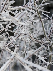 frost on the branches