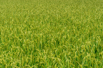 Rice ears are growing in a paddy field in Japan.