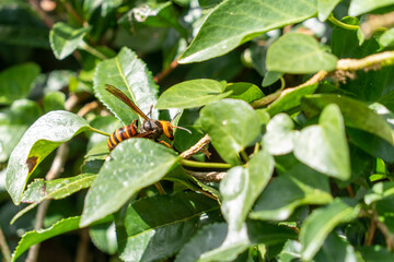 Asian giant hornet - Vespa mandarinia - is on a leaf in park in Japan.