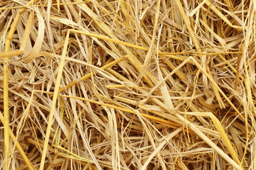 Dry straw texture for background and design art work, bales of cereal straw for cow and horse.