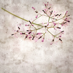 square stylish old textured paper background with pale lilac flowers of Melia azedarach, chinaberry tree 
