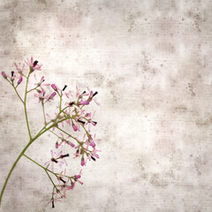 Fototapeta na wymiar square stylish old textured paper background with pale lilac flowers of Melia azedarach, chinaberry tree 