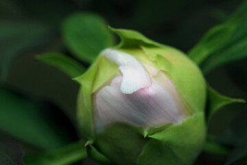 Pink white "Tsubaki" Camellia flower blossom close up macro photograph. 