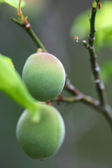 Young Ume 