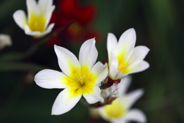 Fototapeta na wymiar The white and yellow flowers of the 