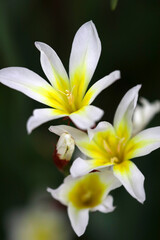 Fototapeta na wymiar The white and yellow flowers of the 