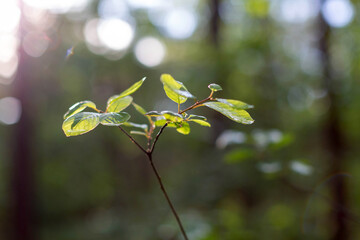 Young branch in spring sunlight