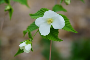 白い4弁の花を咲かせるシロヤマブキ