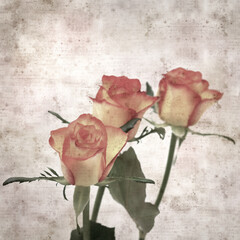square stylish old textured paper background with yellow and orange rose
