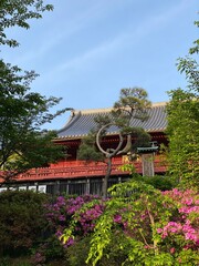 Beautiful Azalea blossoms in front of a Japanese temple, Ueno Park, Tokyo Japan, year 2022 spring
