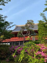 Beautiful Azalea blossoms in front of a Japanese temple, Ueno Park, Tokyo Japan, year 2022 spring