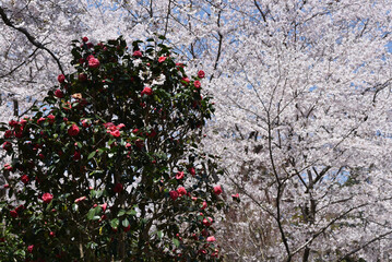 春の三井寺　境内の桜と椿　滋賀県大津市