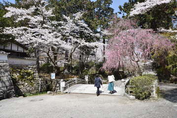 春の三井寺　境内の桜　滋賀県大津市