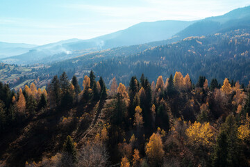 Autumn pine forest on a hill