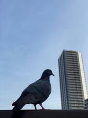 Pigeon close up at the pond of Ueno Tokyo, Japan “Shinobazu pond”, April year 2022