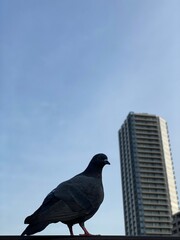 Pigeon close up at the pond of Ueno Tokyo, Japan “Shinobazu pond”, April year 2022
