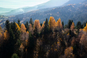 Autumn pine forest on a hill
