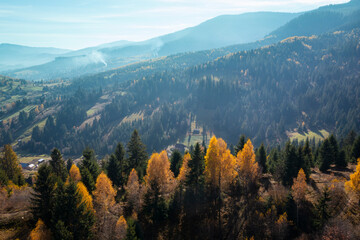Autumn pine forest on a hill
