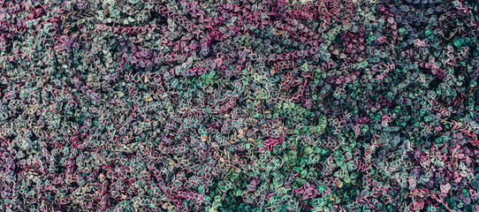 Decorative plant with small leaves.