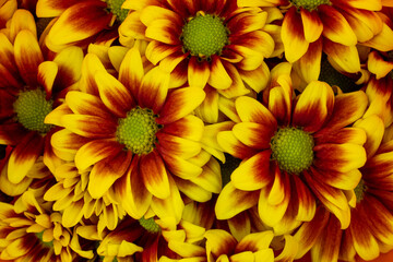 Yellow, brown daisies Wallpaper