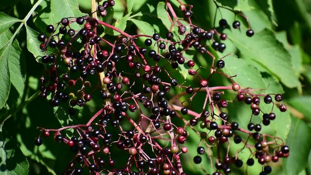 Lots of little black berries. Ripe elderberries hang on the bushes.